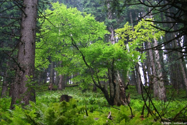 Wandern auf den Kitzstein