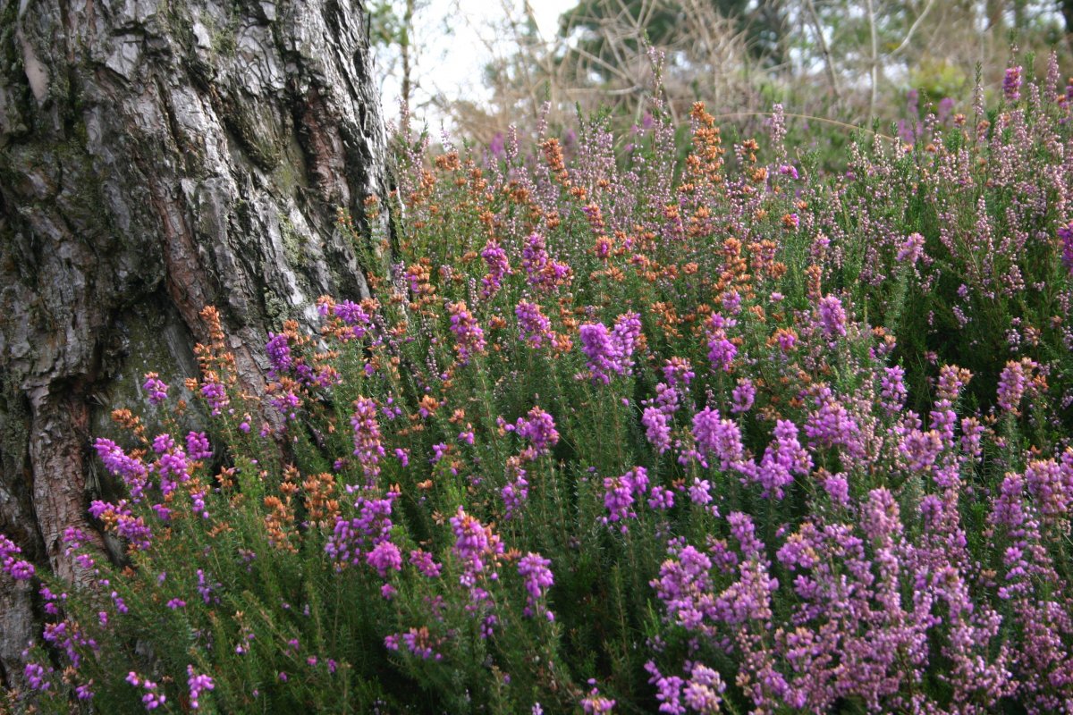 Glendalough