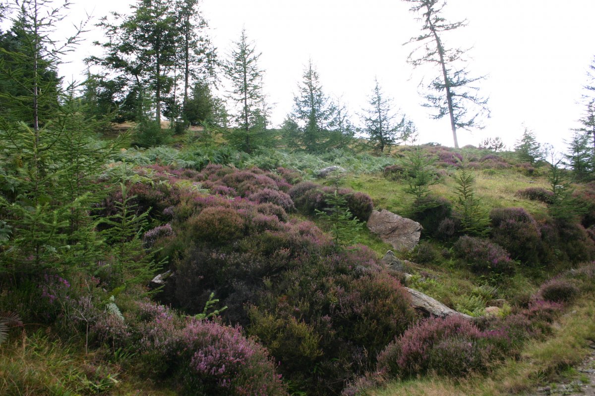 Glendalough