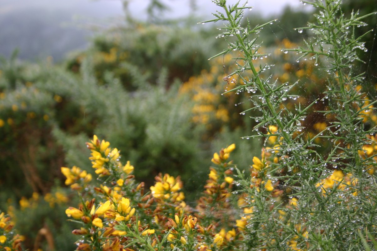 Wicklow Mountains