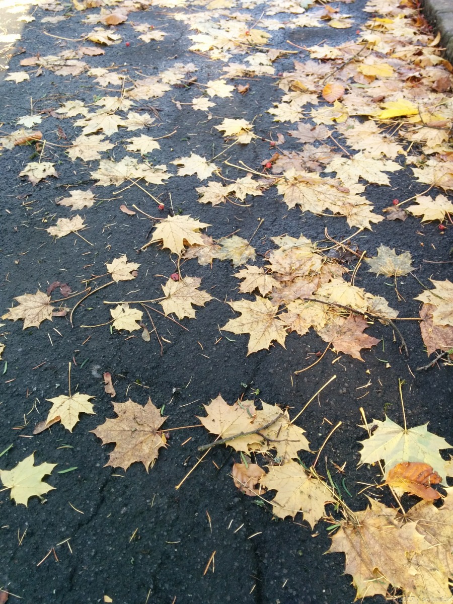 Nach dem Herbststurm