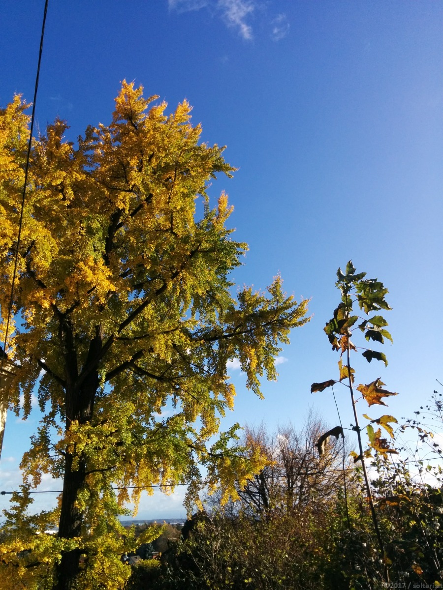 Nach dem Herbststurm