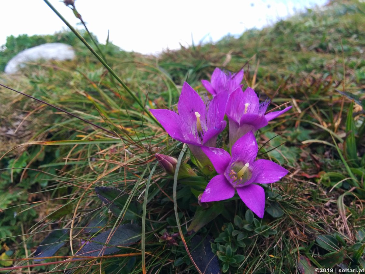 Gowilalm und kleiner Pyhrgas